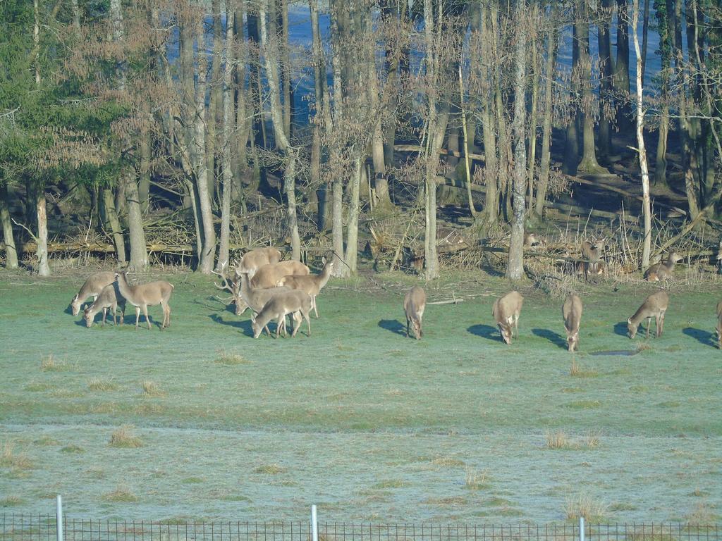 Gite Des Biches Birkenwald Екстер'єр фото