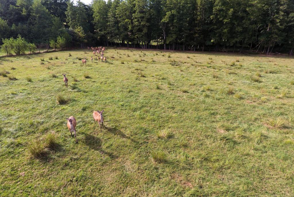 Gite Des Biches Birkenwald Екстер'єр фото